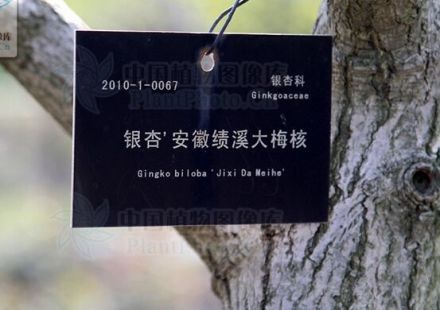 大梅核