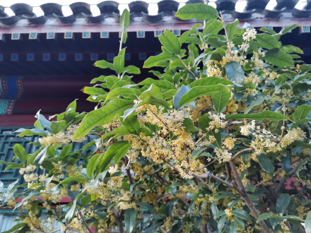 颐和园 桂花