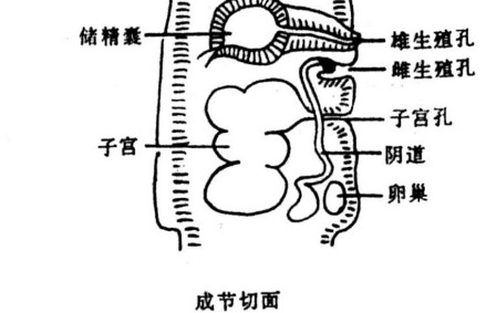牛带绦虫