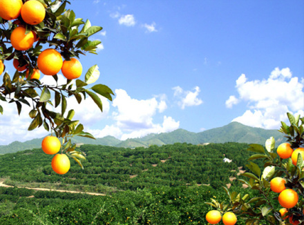 图3 新宁脐橙种植基地 