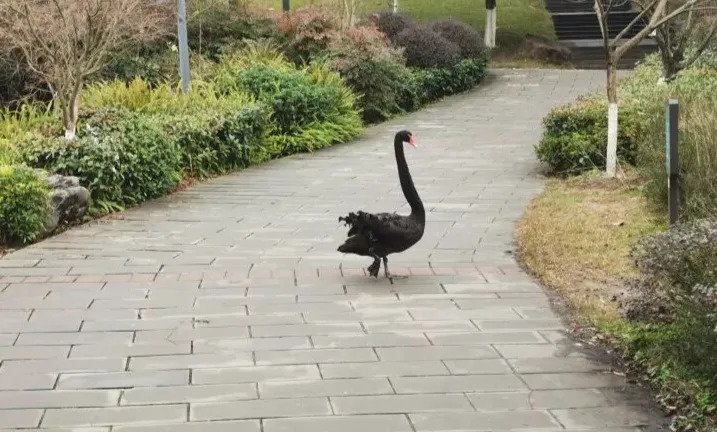校霸