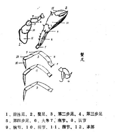 鳌足 