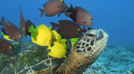 海报