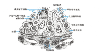 生精小管各层细胞模式图 