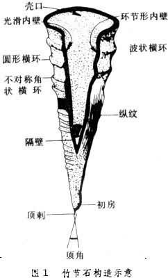 竹节石纲