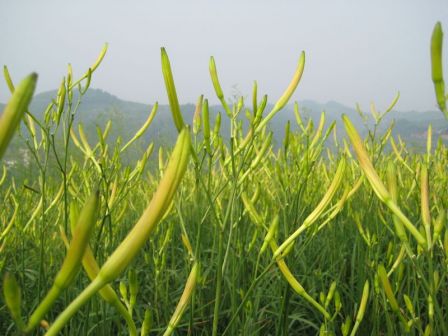 祁东县风光