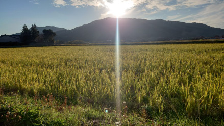 下关市菊川町的水田风景