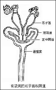 后兽亚纲