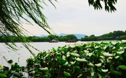 杭州西子湖畔春日千丝万缕的绿柳