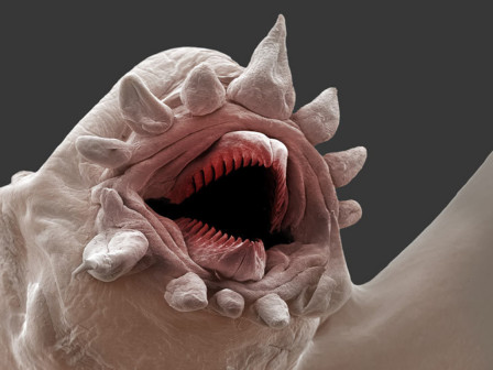 多毛类生物