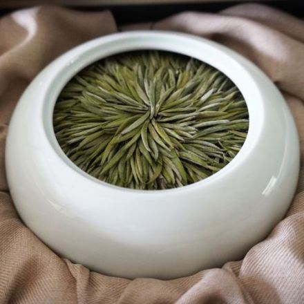桐城小花