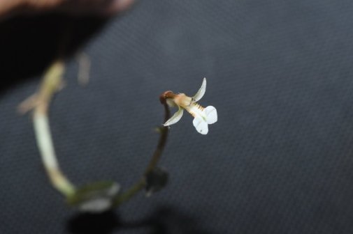 墨脱旗唇兰的花部结构