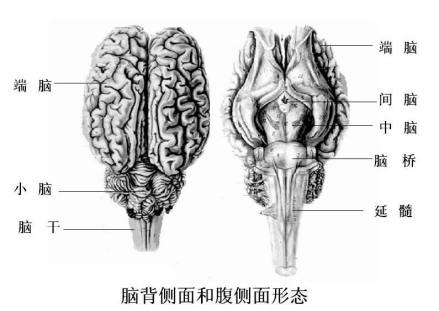 脑
