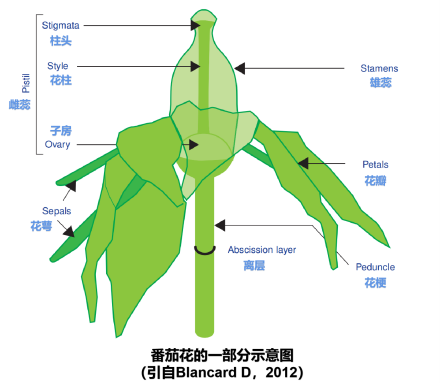 番茄花的一部分示意图