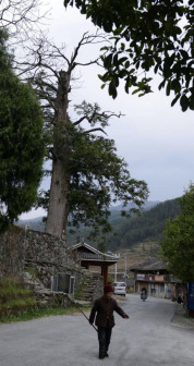 大寨村的护寨古杉树
