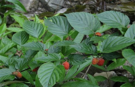 山莓穿孔蛾
