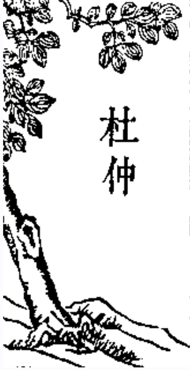 杜仲 