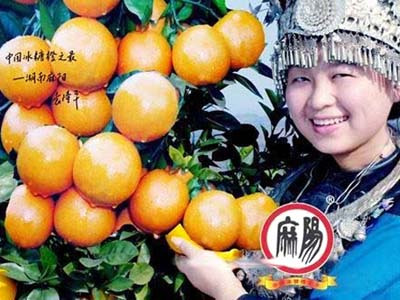 麻阳冰糖橙
