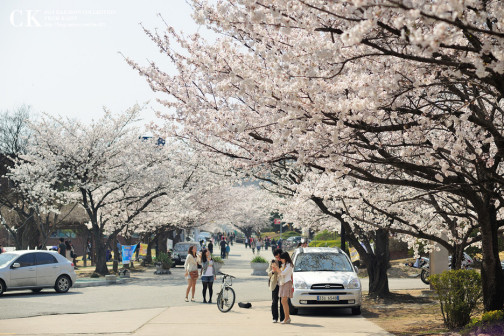 KAIST