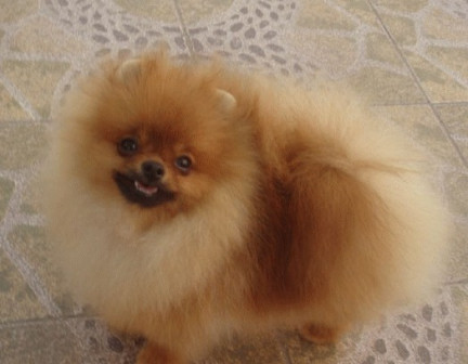 博美犬
