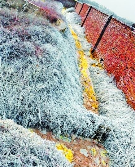 泄漏的四氯化硅造成周围草木枯死