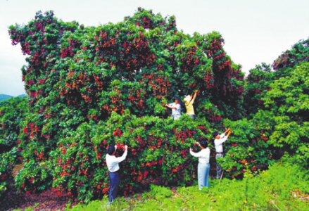 荔枝树全景图