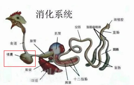 家鸡的嗉囊
