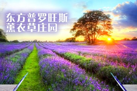 普罗旺斯薰衣草庄园