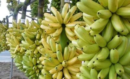 泰国蕉