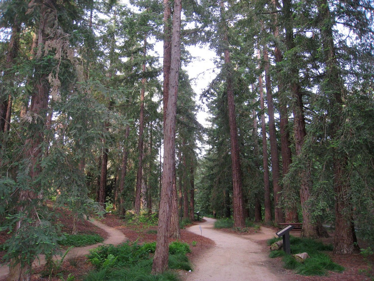 UC Davis植物园红木林区