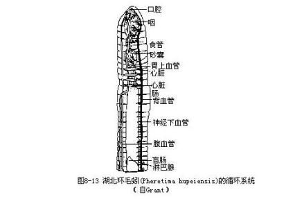 蚯蚓的循环系统