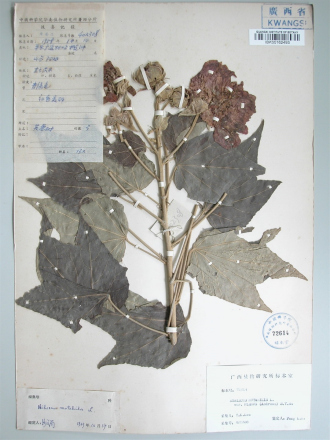 重瓣木芙蓉