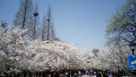 樱花大道