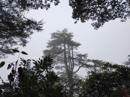 沙角洞的银杉