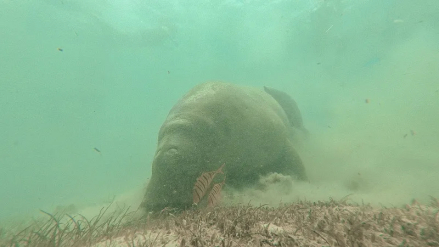 海牛目