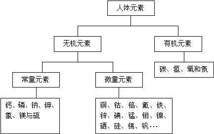 人体元素