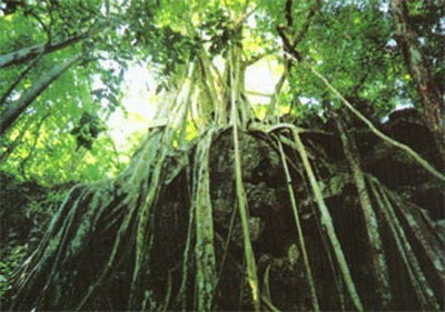 雨林植被