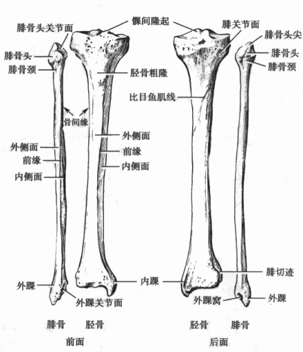 胫骨和腓骨（右侧）