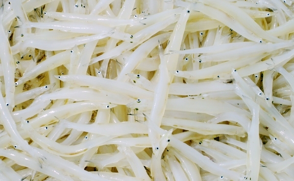马鬐山银鱼