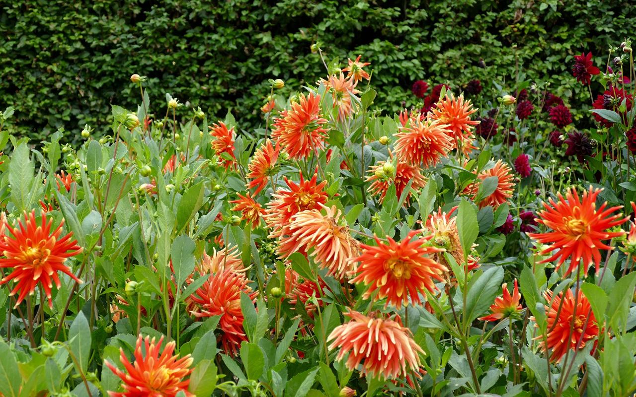 临洮大丽花