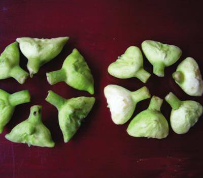 南湖菱