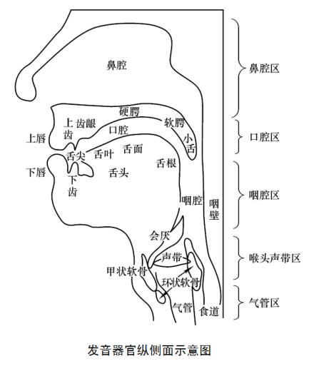发声器官侧面示意图