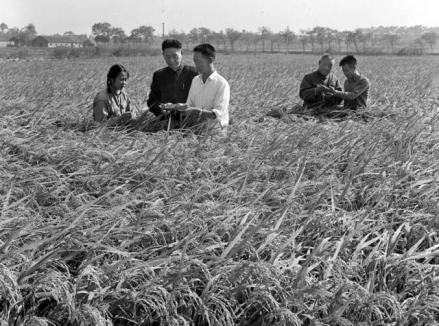 ↑这是1975年11月，袁隆平（右三）和同事李必湖（右一）在 