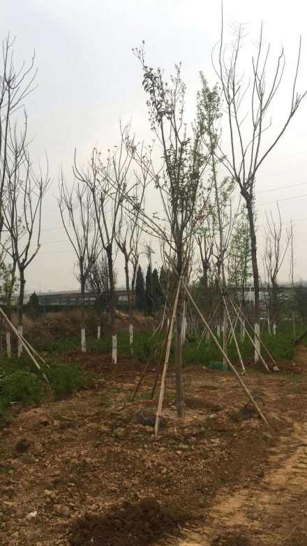 移栽