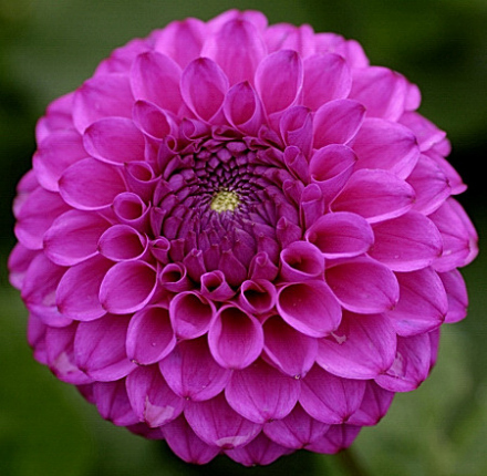 大丽花(图10)
