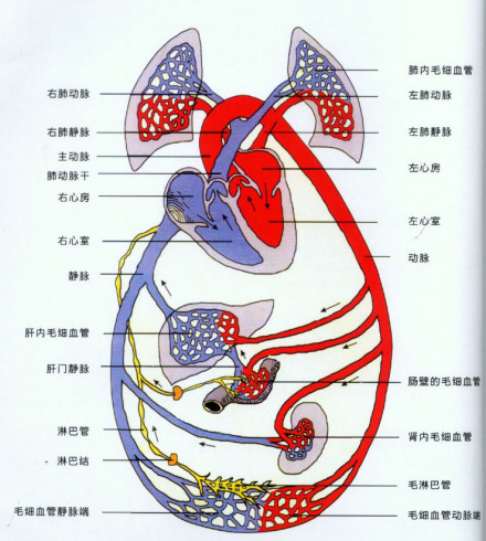 血液循环