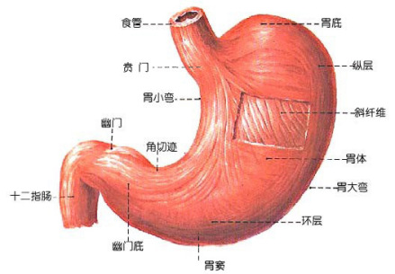 胃的结构
