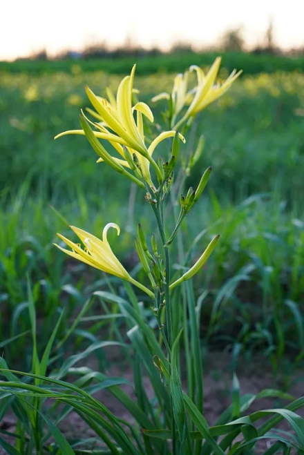 大同黄花