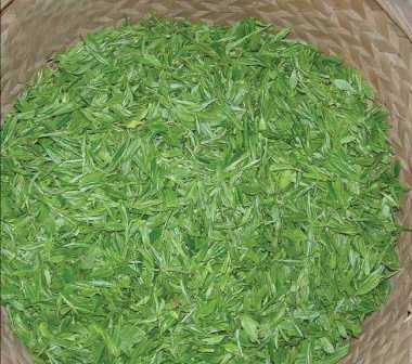 绿茶的图片12