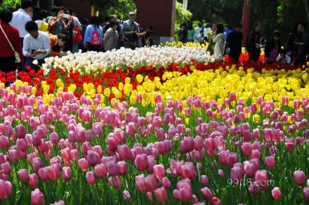 精品花展